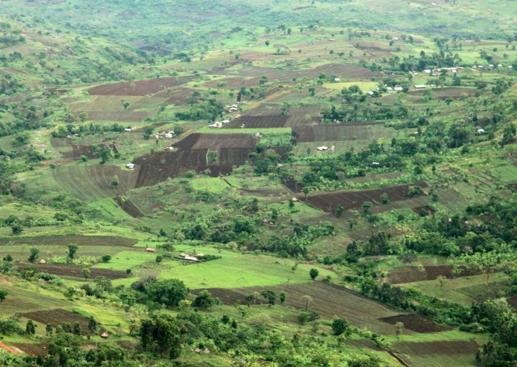 cafetales uganda