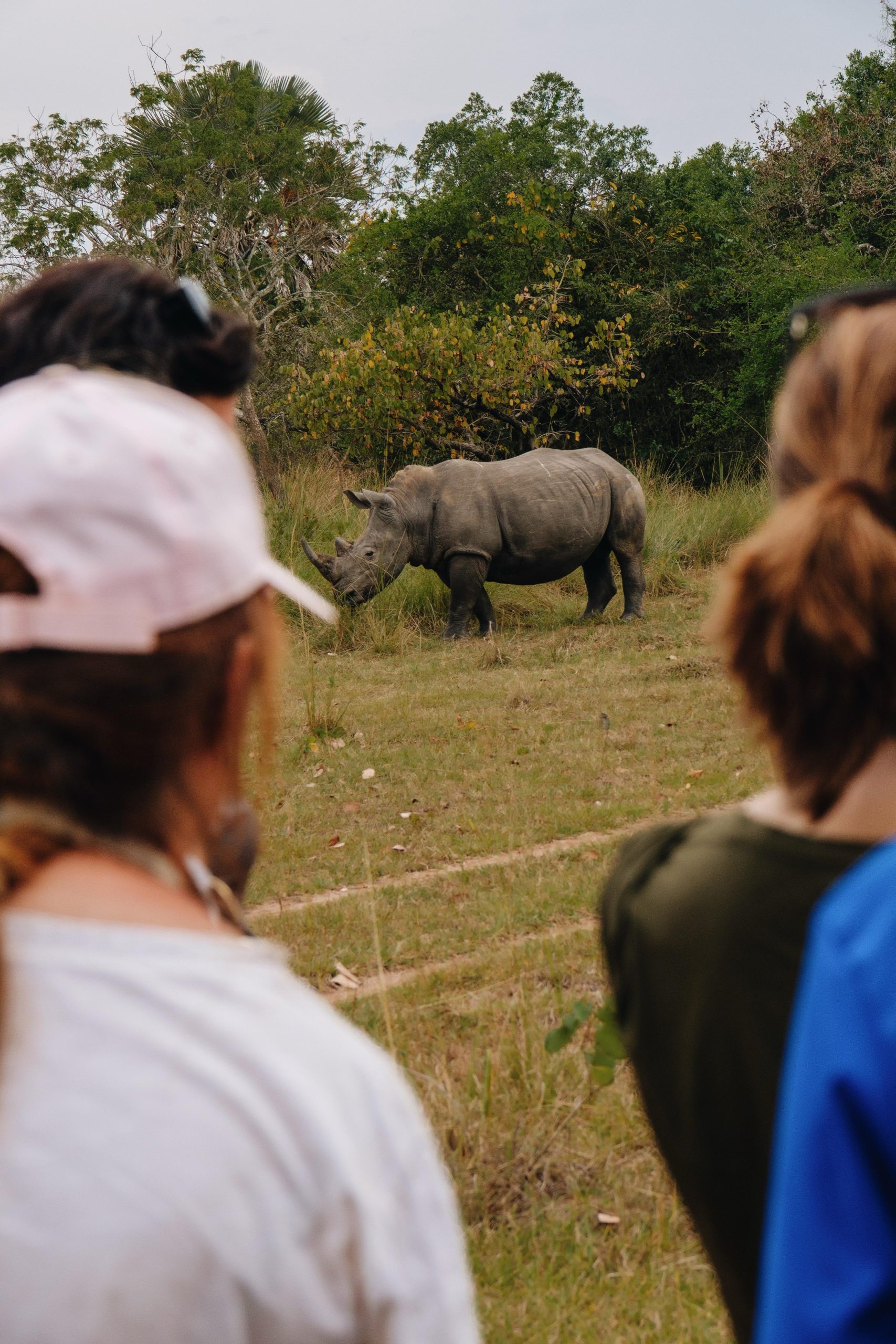 uganda en esencia, safari