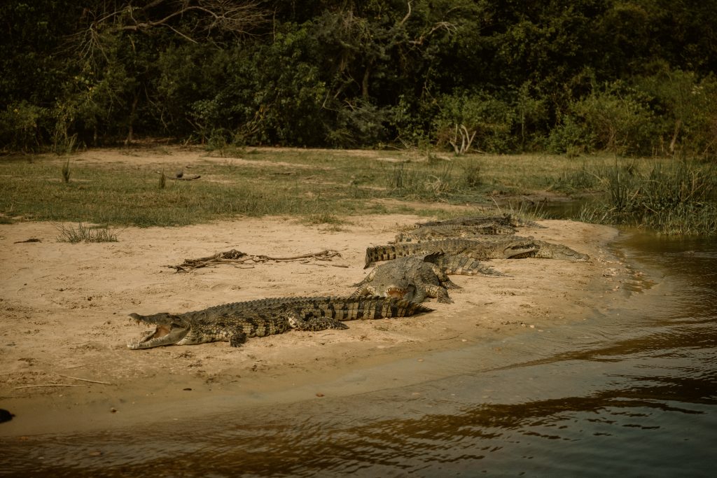 SAFARI EN TANZANIA