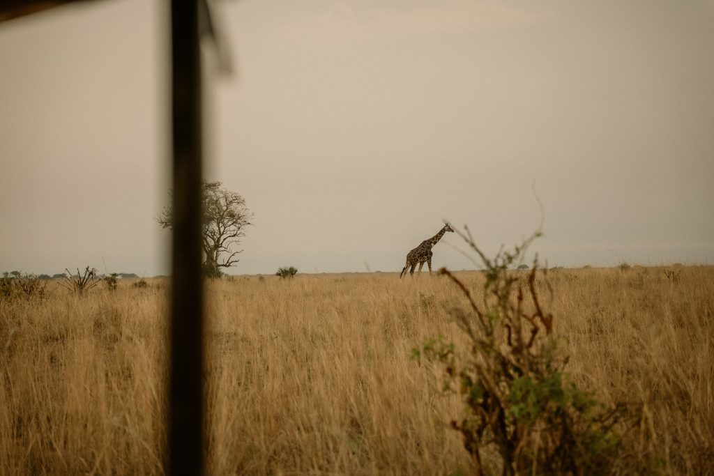 SAFARI EN TANZANIA