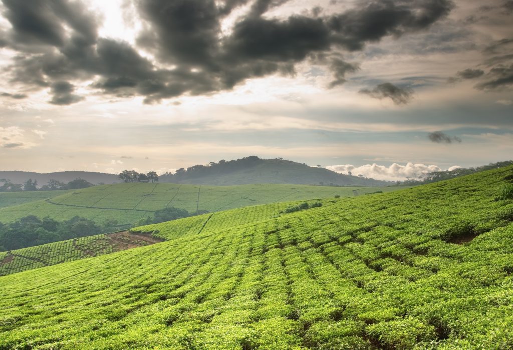 cafetales uganda