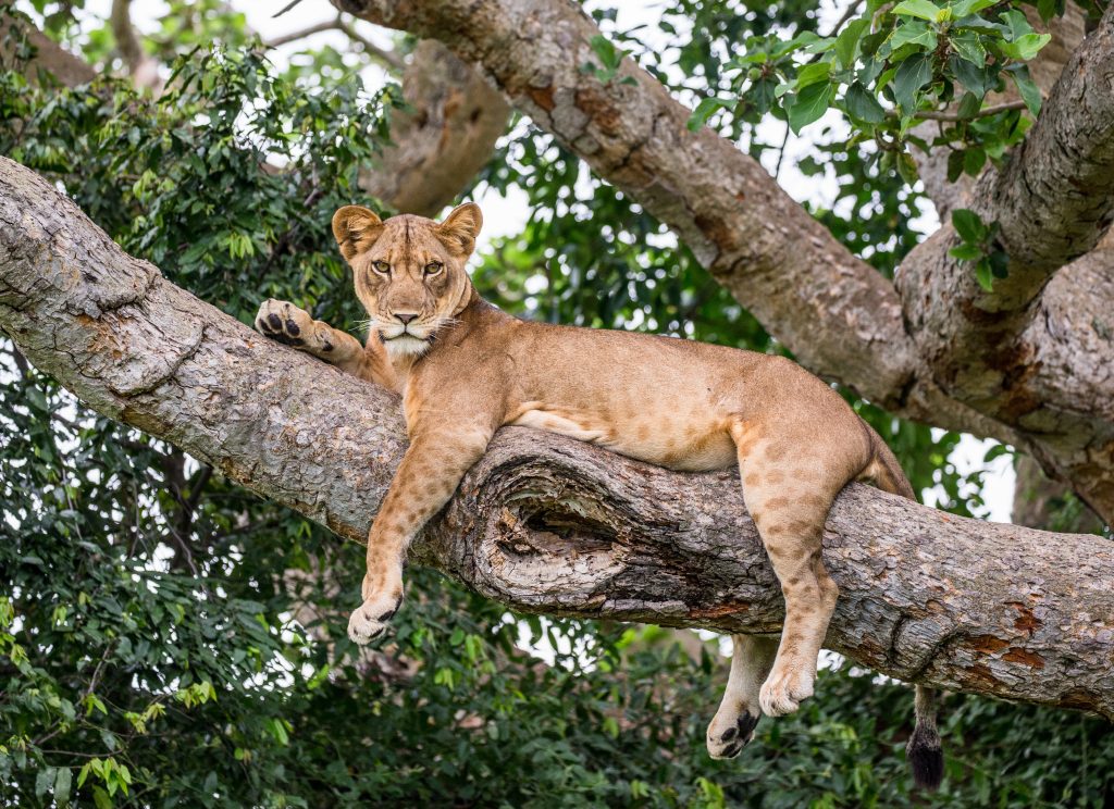 RETIRO Y SAFARI EN UGANDA