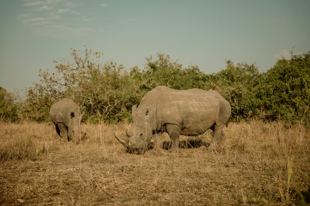 RETIRO Y SAFARI EN UGANDA