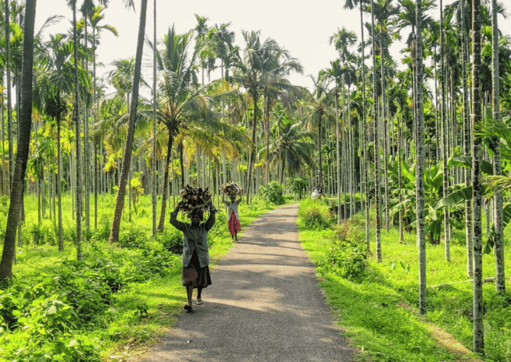 viaje a la india, kerala