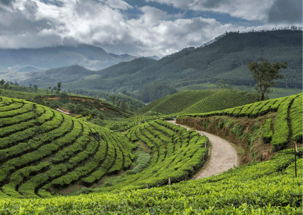 viaje a la india, kerala