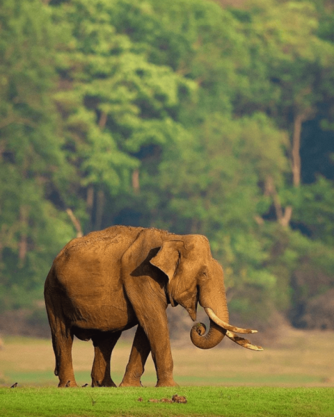 PERIYAR PARQUE NACIONAL DE LA INDIA
