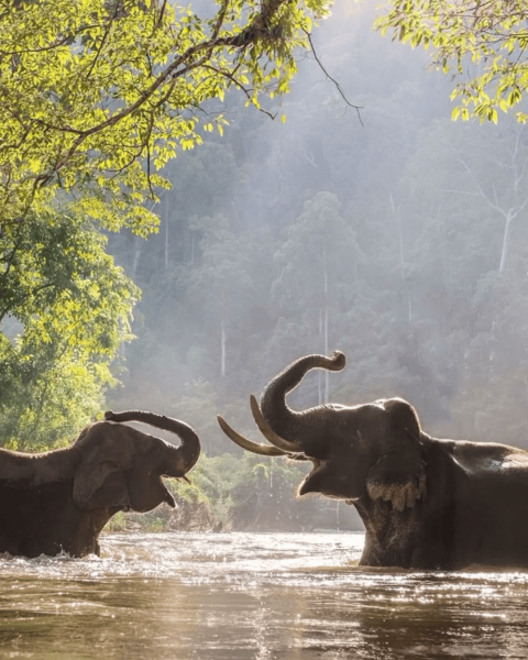 PERIYAR PARQUE NACIONAL DE KERALA