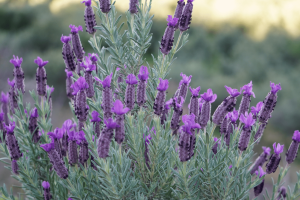 retiros de desconexión