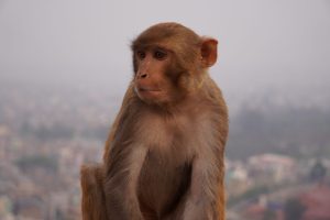 monos de los templos en india